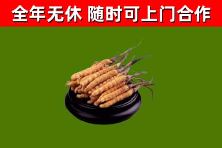 定海回收散虫草