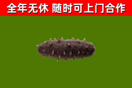 定海回收海参干